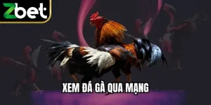 Xem Đá Gà Qua Mạng - Trải Nghiệm Giải Trí Đỉnh Cao