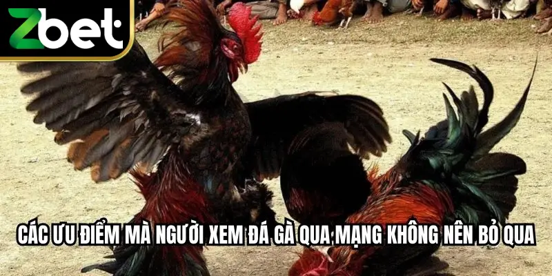 Các ưu điểm mà người xem đá gà qua mạng không nên bỏ qua