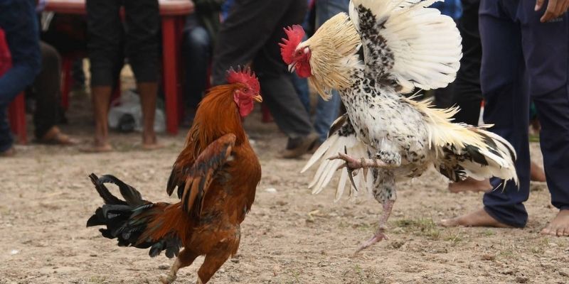 Tổng quan ĐÁ GÀ ZBET